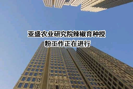 亚盛农业研究院辣椒育种授粉工作正在进行