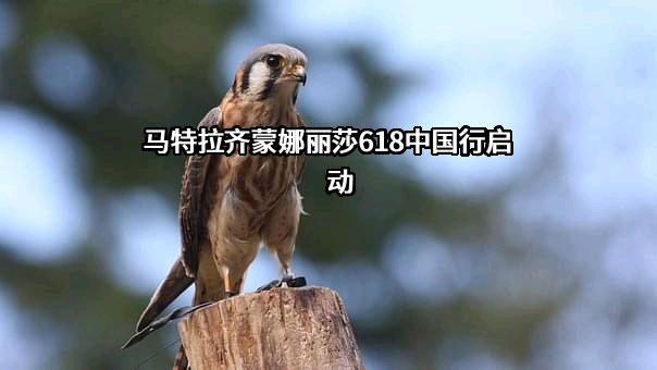 马特拉齐蒙娜丽莎618中国行启动