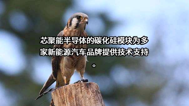 广东芯聚能半导体有限公司