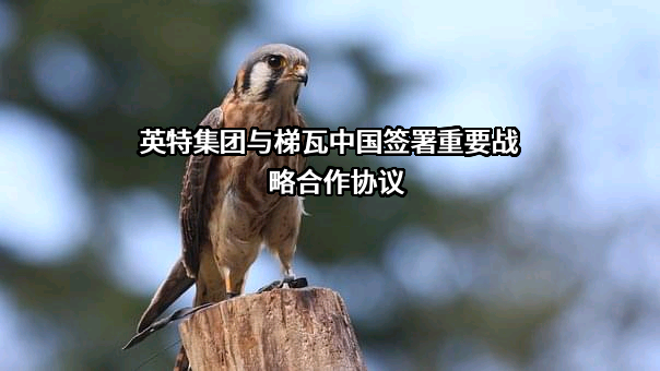 浙江英特集团股份有限公司