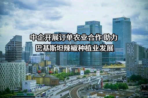 中企开展订单农业合作 助力巴基斯坦辣椒种植业发展